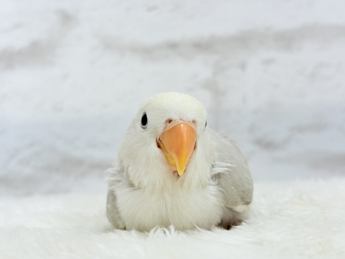 ペンギンフォルムのかわい子ちゃん🐣🫧コザクラインコ ヒナ コザクラインコ(小桜インコ)