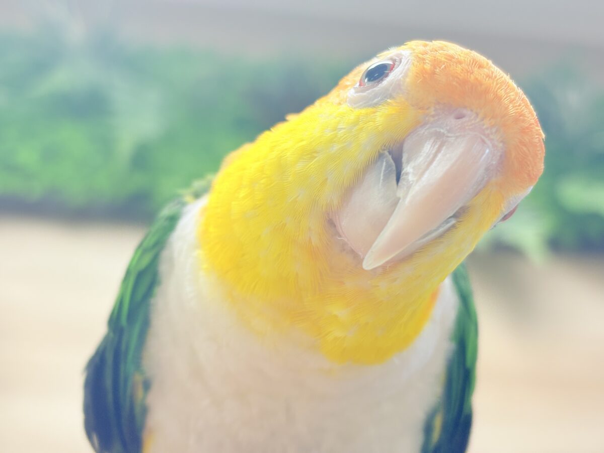 シロハラインコ