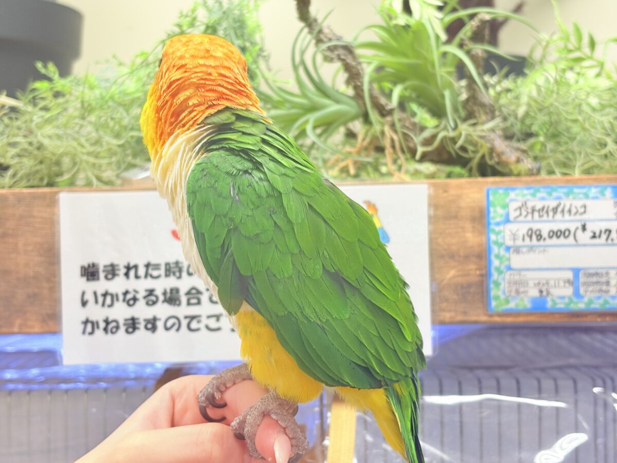 シロハラインコ