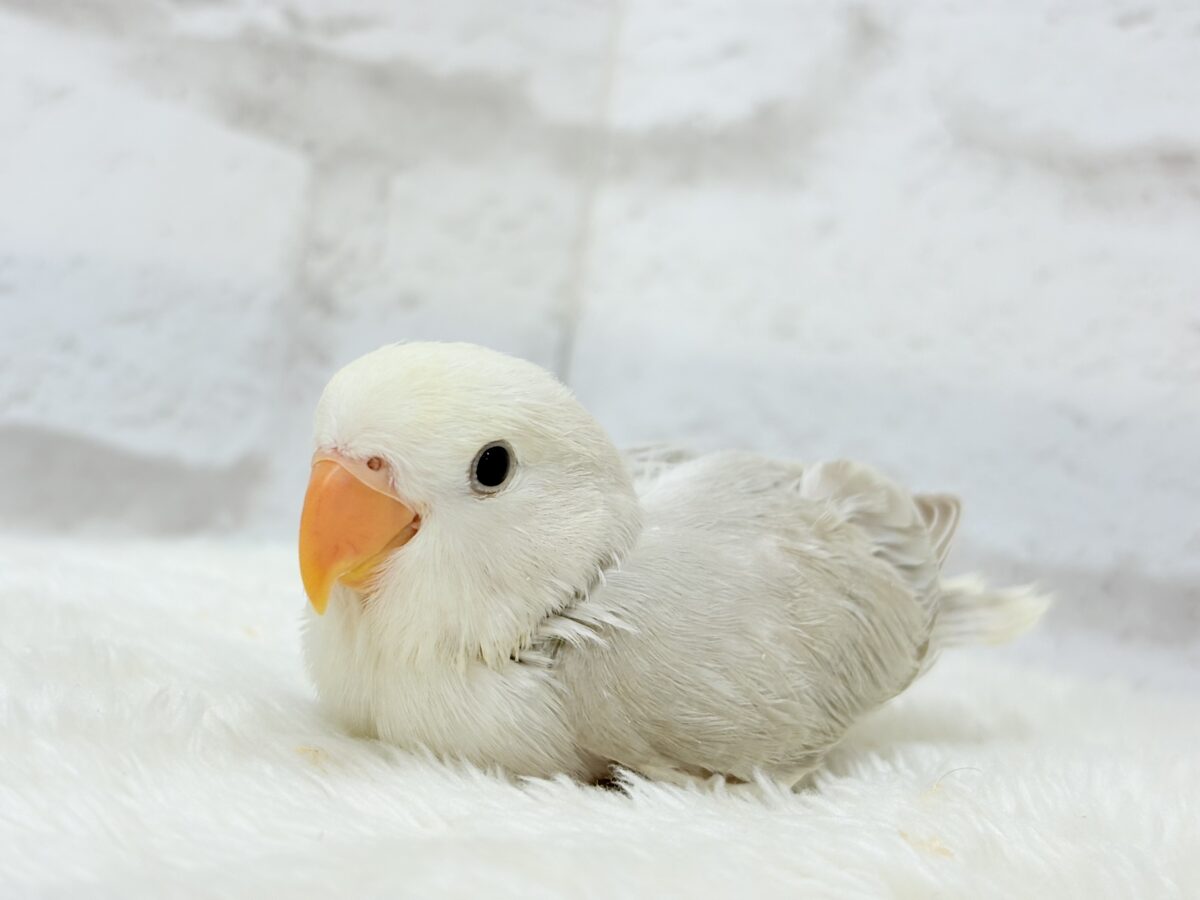 ペンギンフォルムのかわい子ちゃん🐣🫧コザクラインコ ヒナ コザクラインコ(小桜インコ)