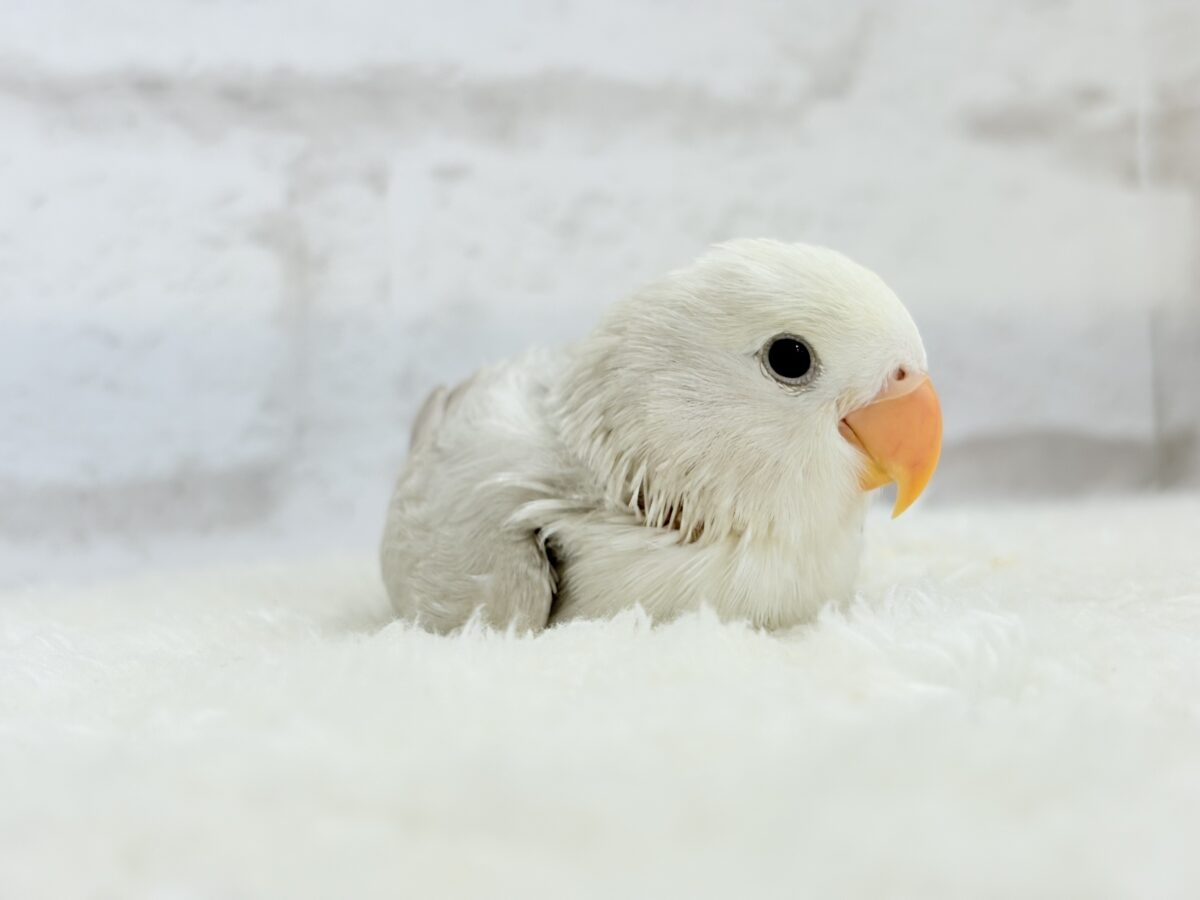 コザクラインコ（小桜インコ）