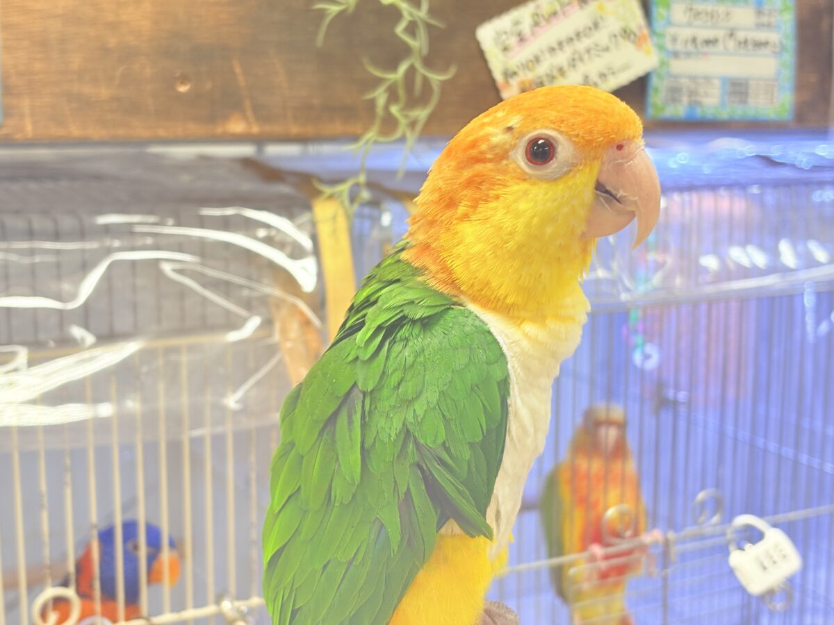 シロハラインコ