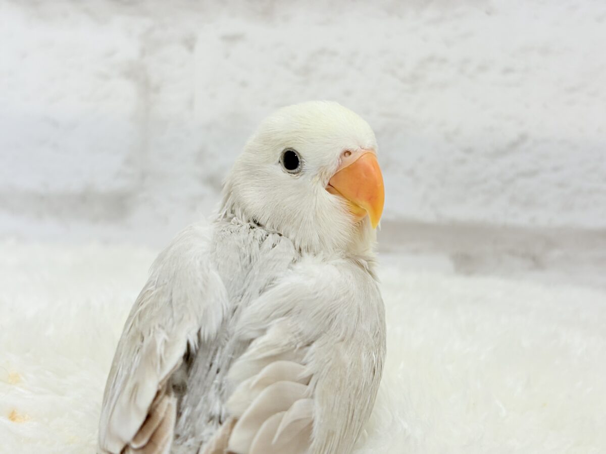 ペンギンフォルムのかわい子ちゃん🐣🫧コザクラインコ ヒナ コザクラインコ(小桜インコ)