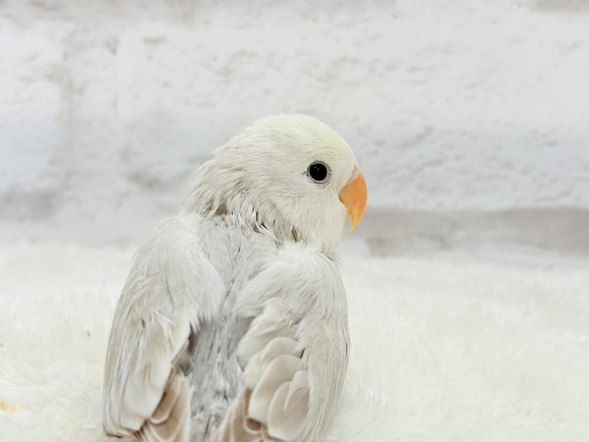 ペンギンフォルムのかわい子ちゃん🐣🫧コザクラインコ ヒナ コザクラインコ(小桜インコ)