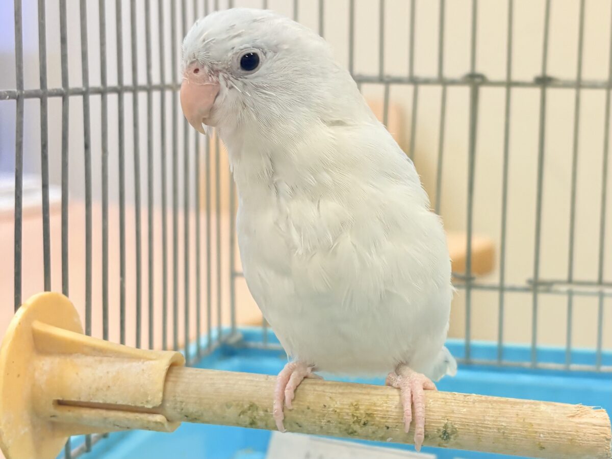 マメルリハ