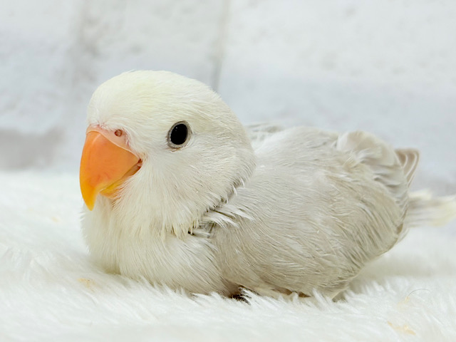 ペンギンフォルムのかわい子ちゃん🐣🫧コザクラインコ ヒナ ペンギンフォルムのかわい子ちゃん🐣🫧コザクラインコ ヒナ