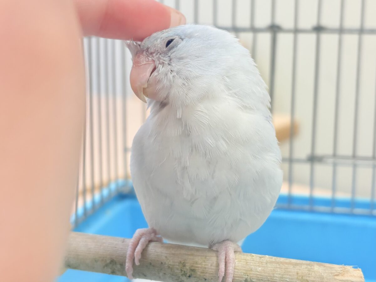 透明感たっぷりの小さな子🐥🫧マメルリハ(アメリカンホワイト) 男の子