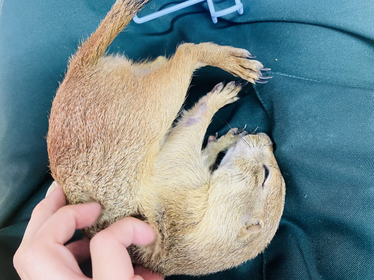 プレーリードッグ