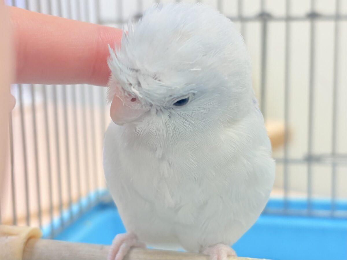 マメルリハ