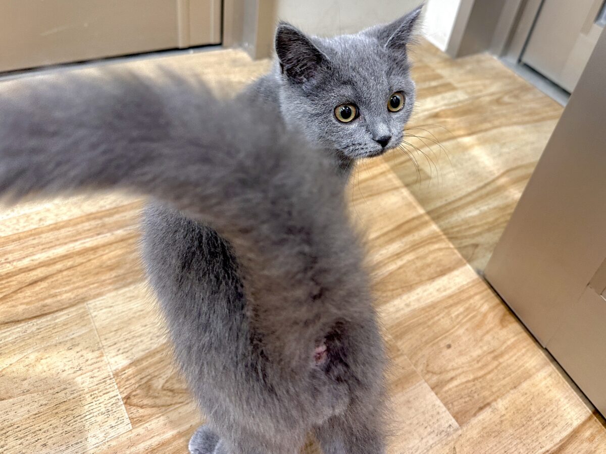ブリティッシュショートヘア
