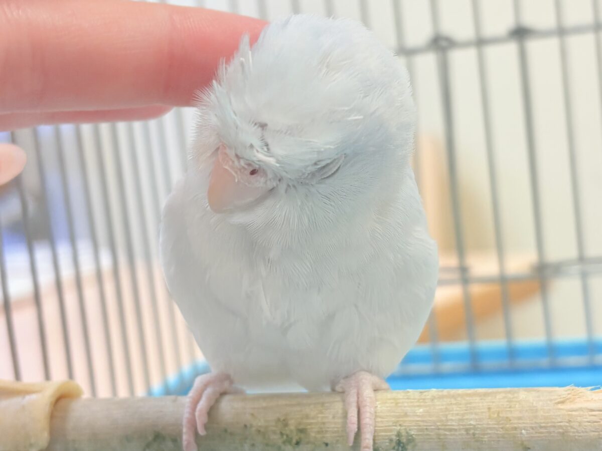 マメルリハ