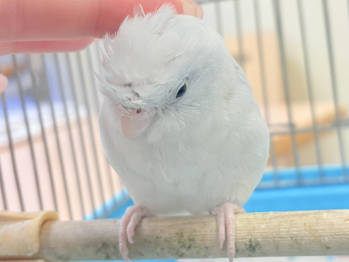 マメルリハ