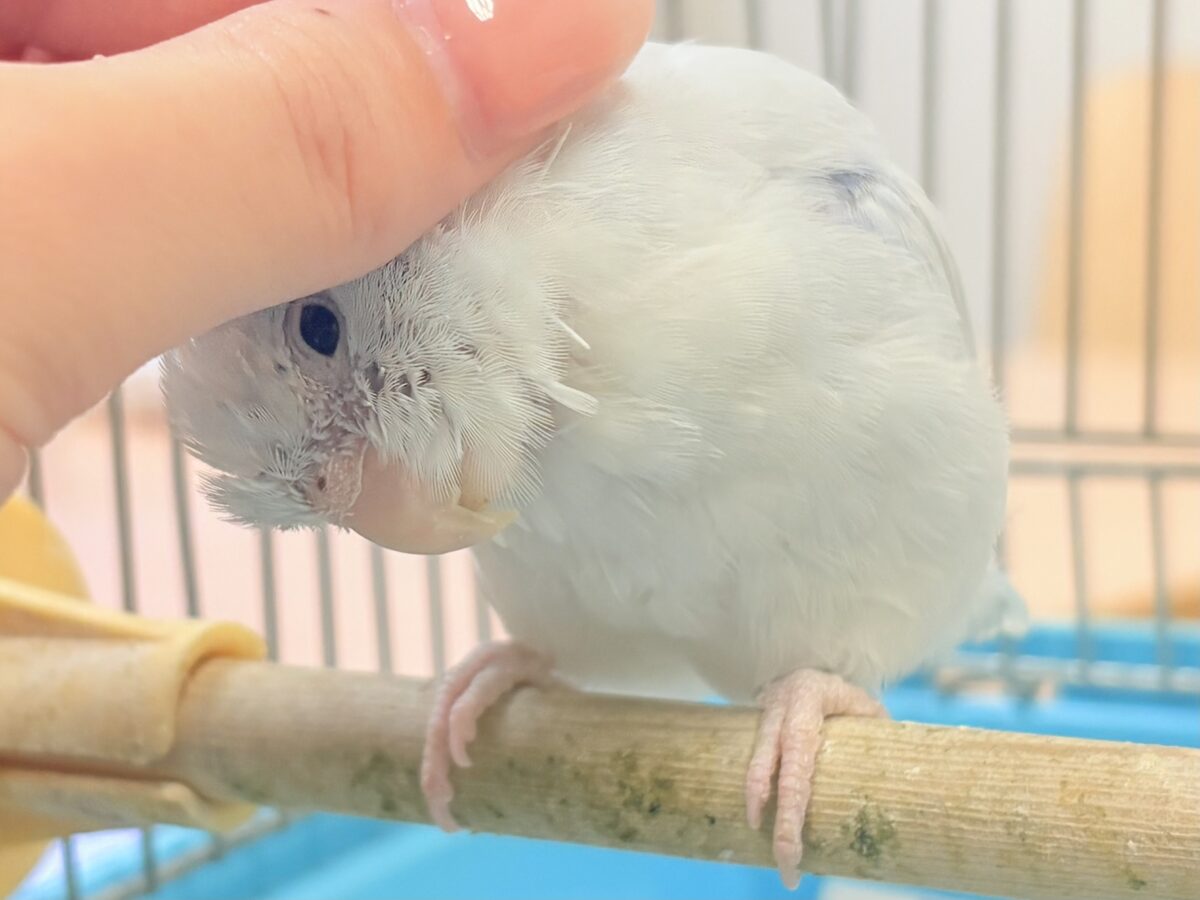マメルリハ