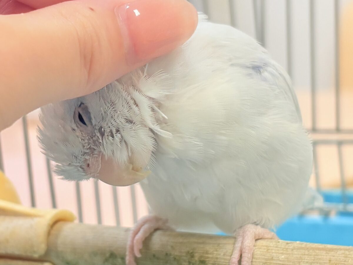 マメルリハ