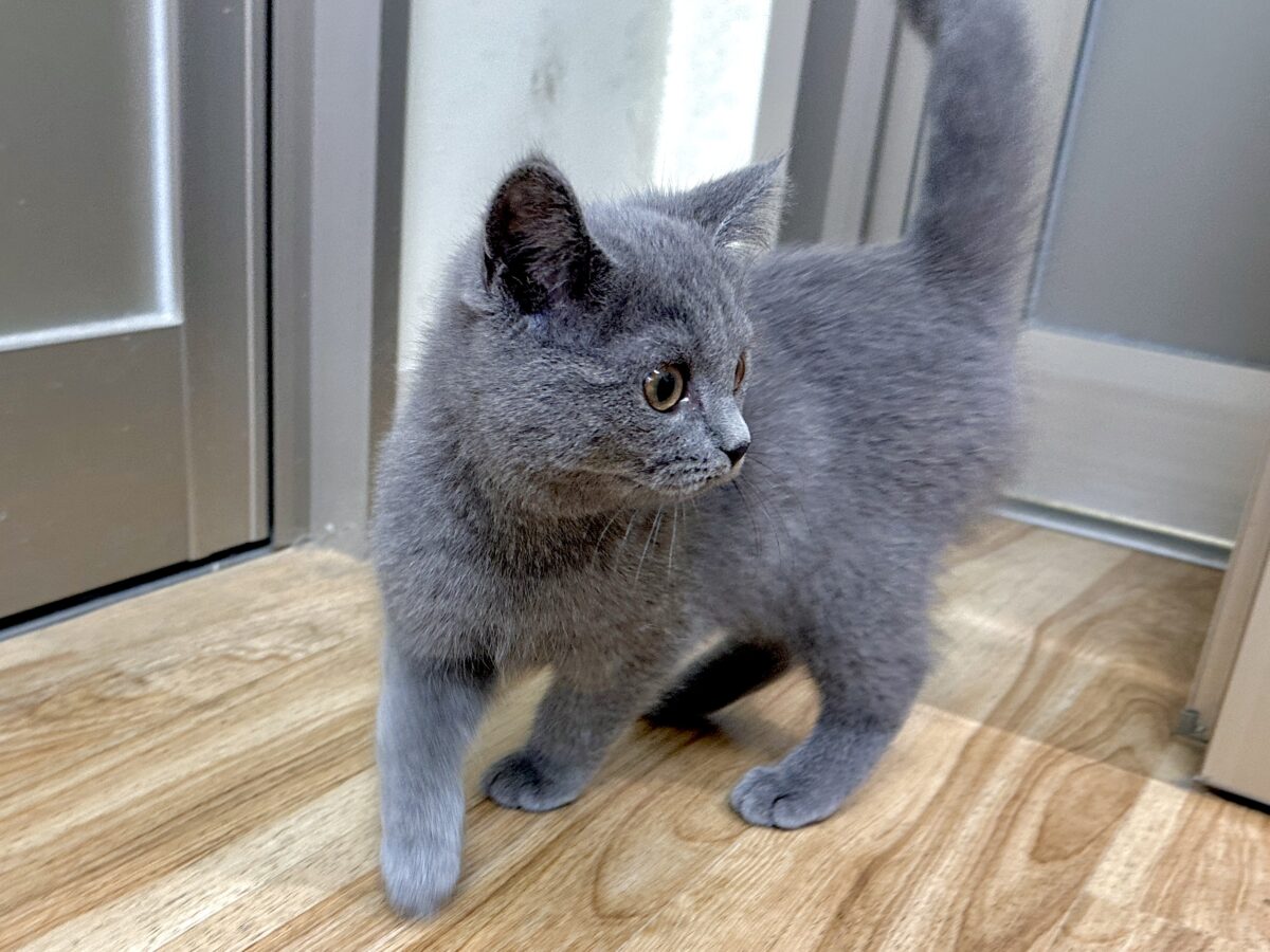 ブリティッシュショートヘア