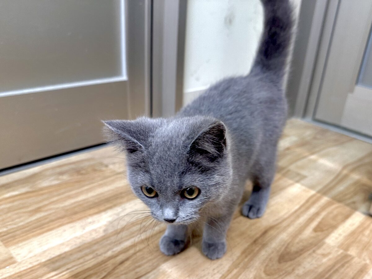 ブリティッシュショートヘア