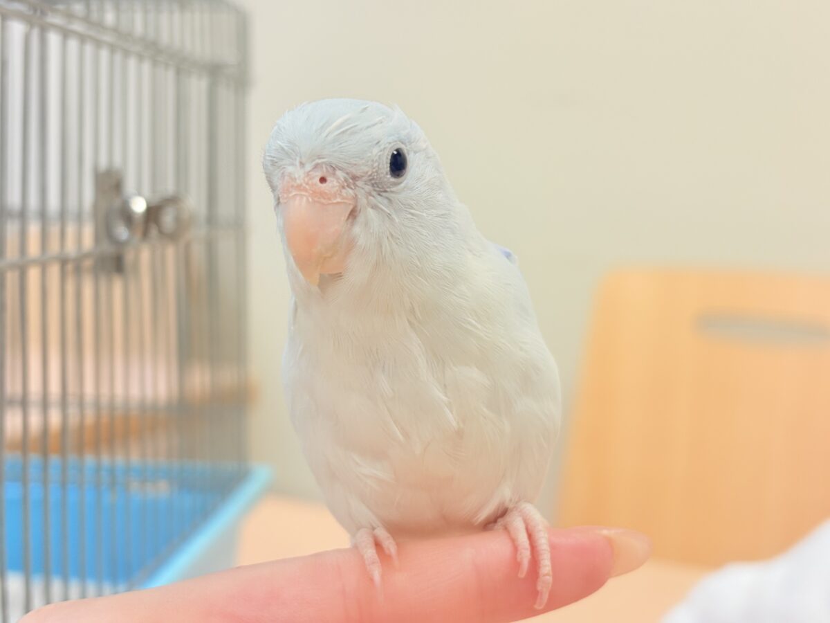マメルリハ