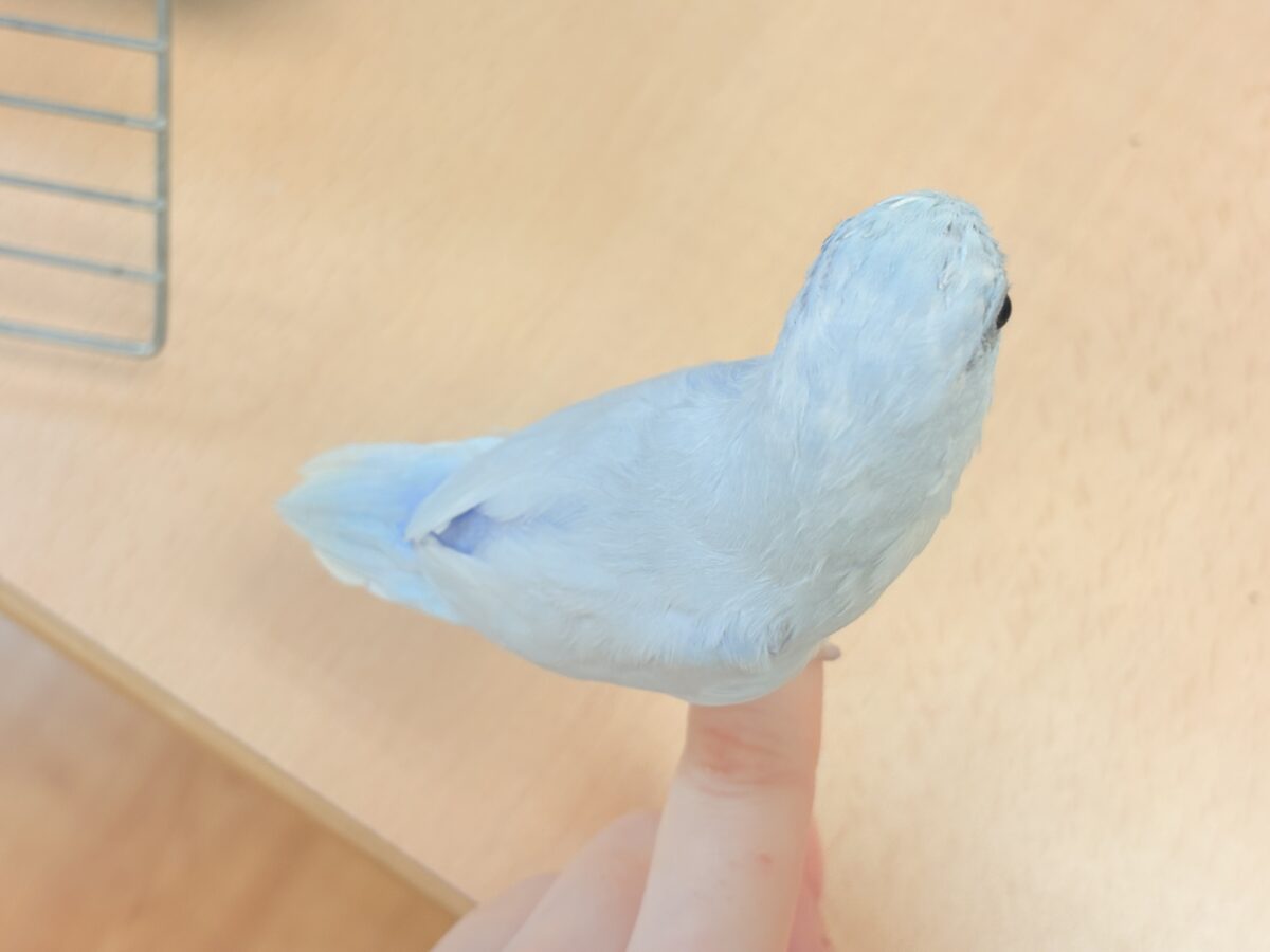 マメルリハ
