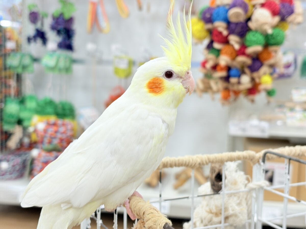 オカメインコ