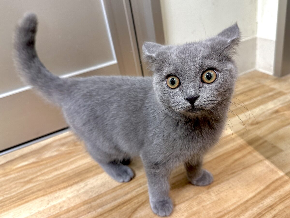 ブリティッシュショートヘア