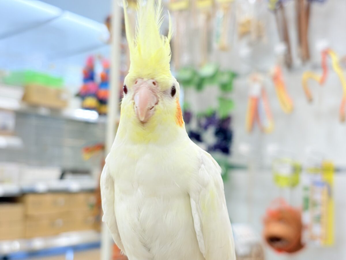 オカメインコ