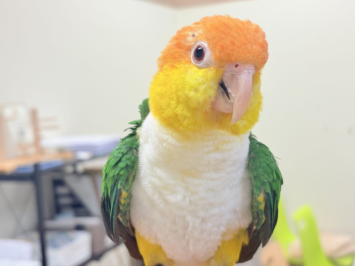 シロハラインコ