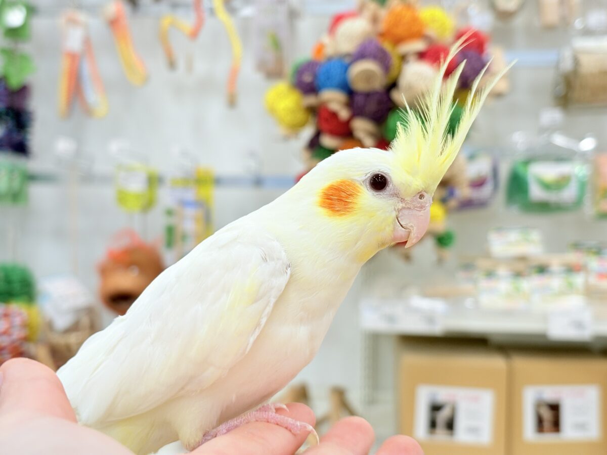 オカメインコ