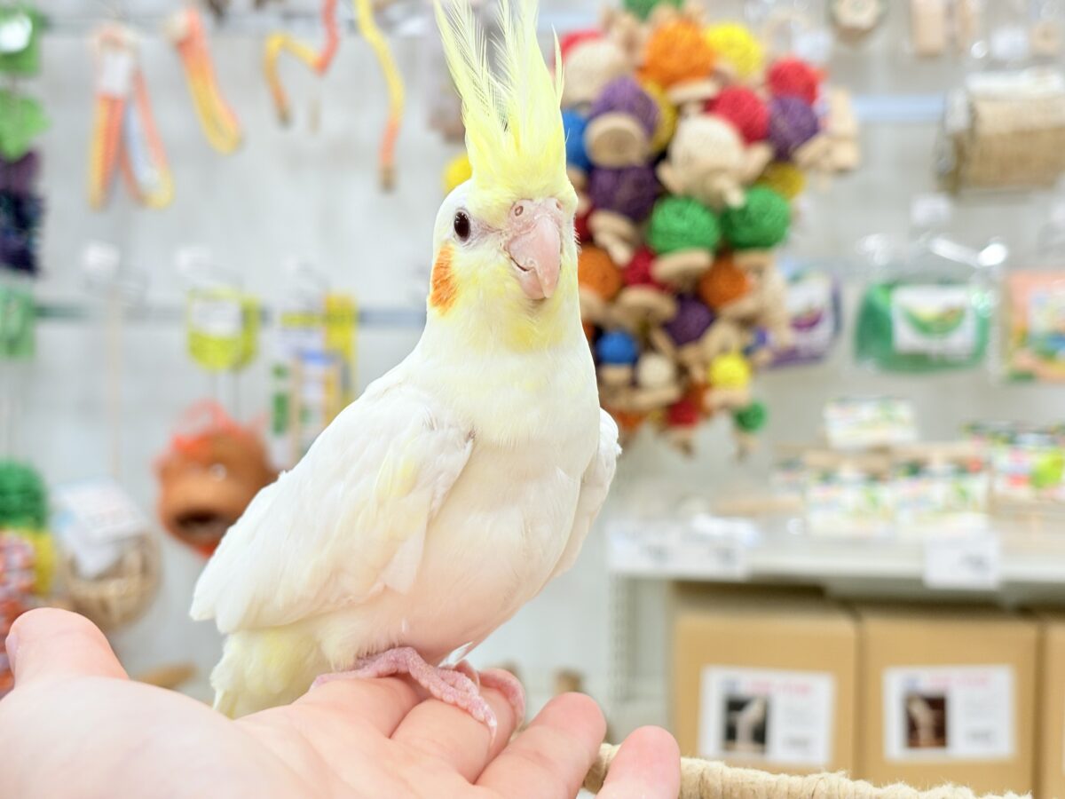 オカメインコ