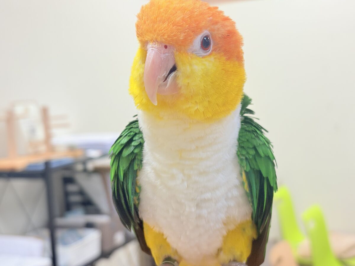 シロハラインコ