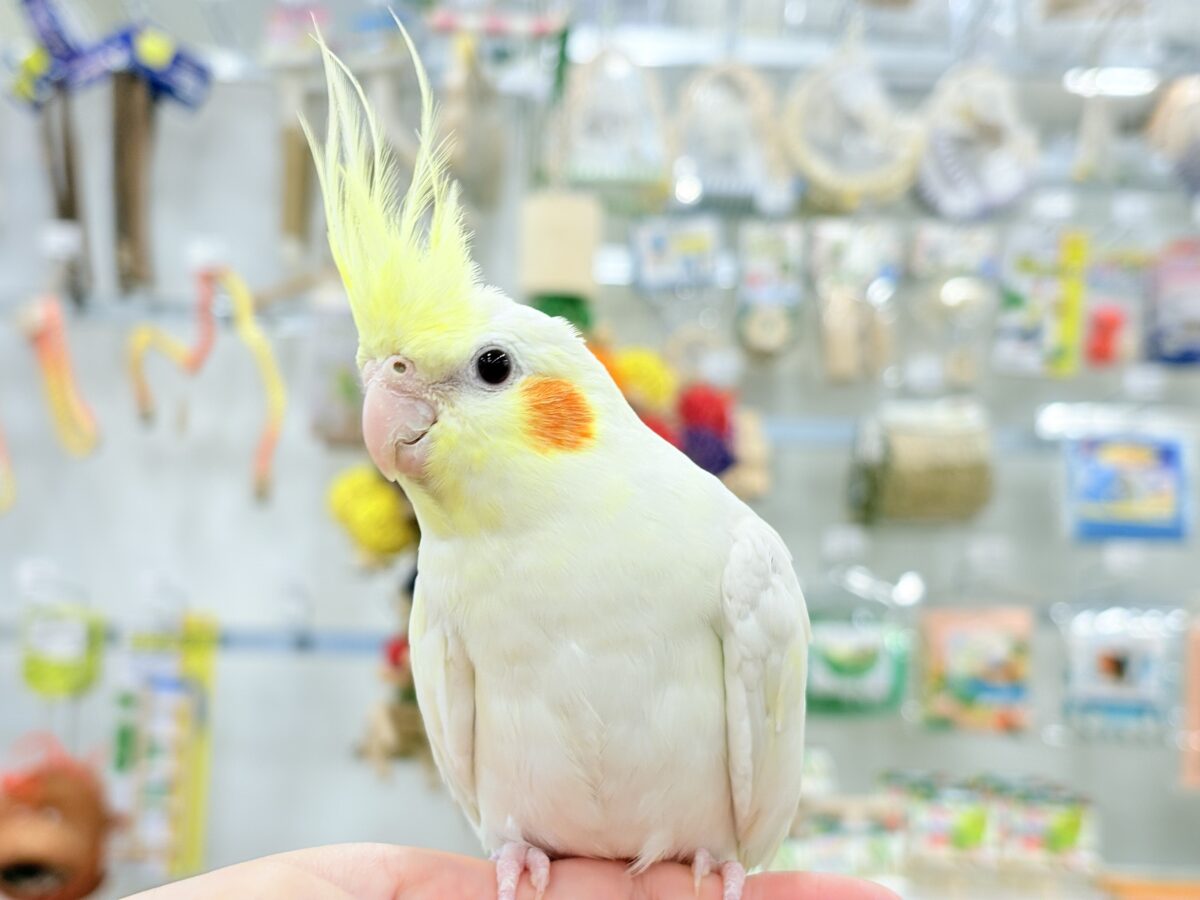 オカメインコ