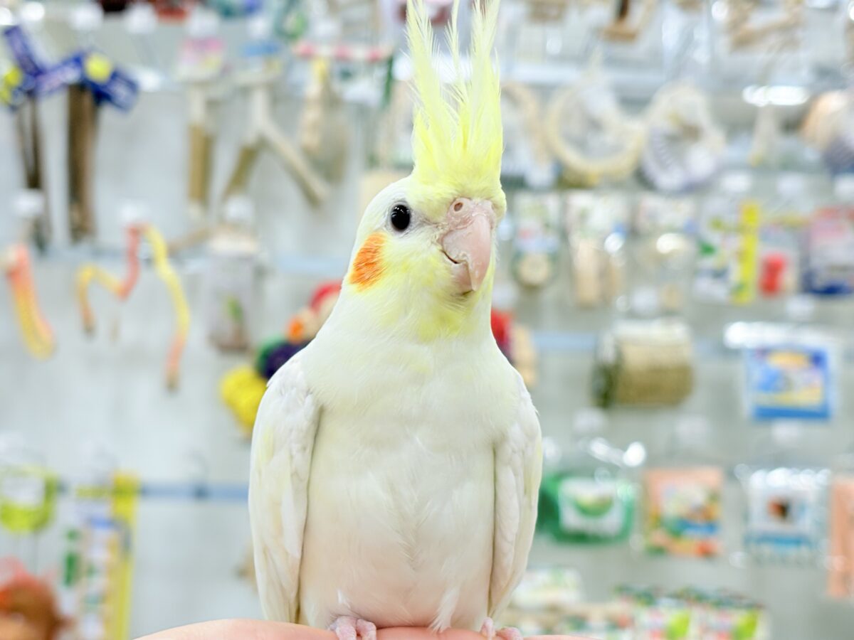 オカメインコ