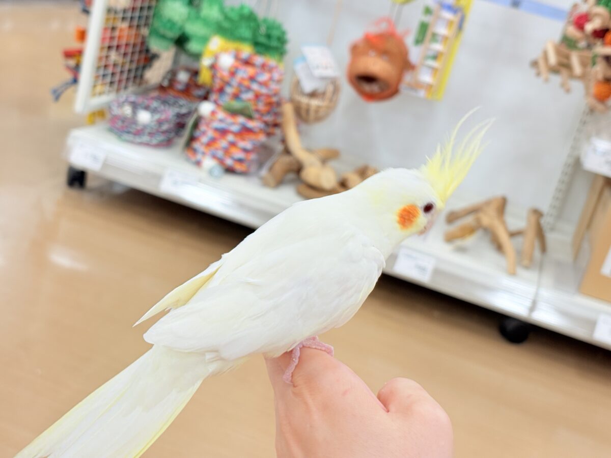 オカメインコ
