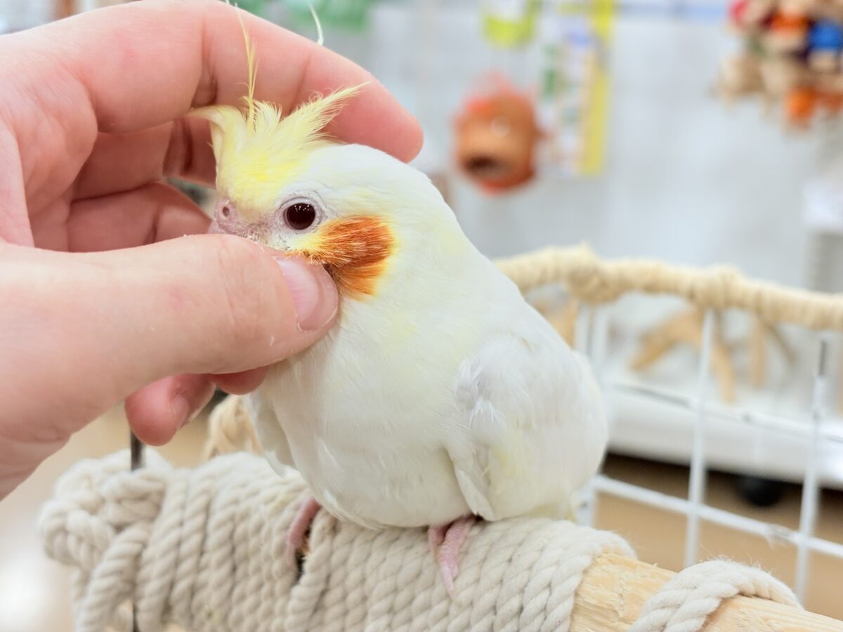 オカメインコ