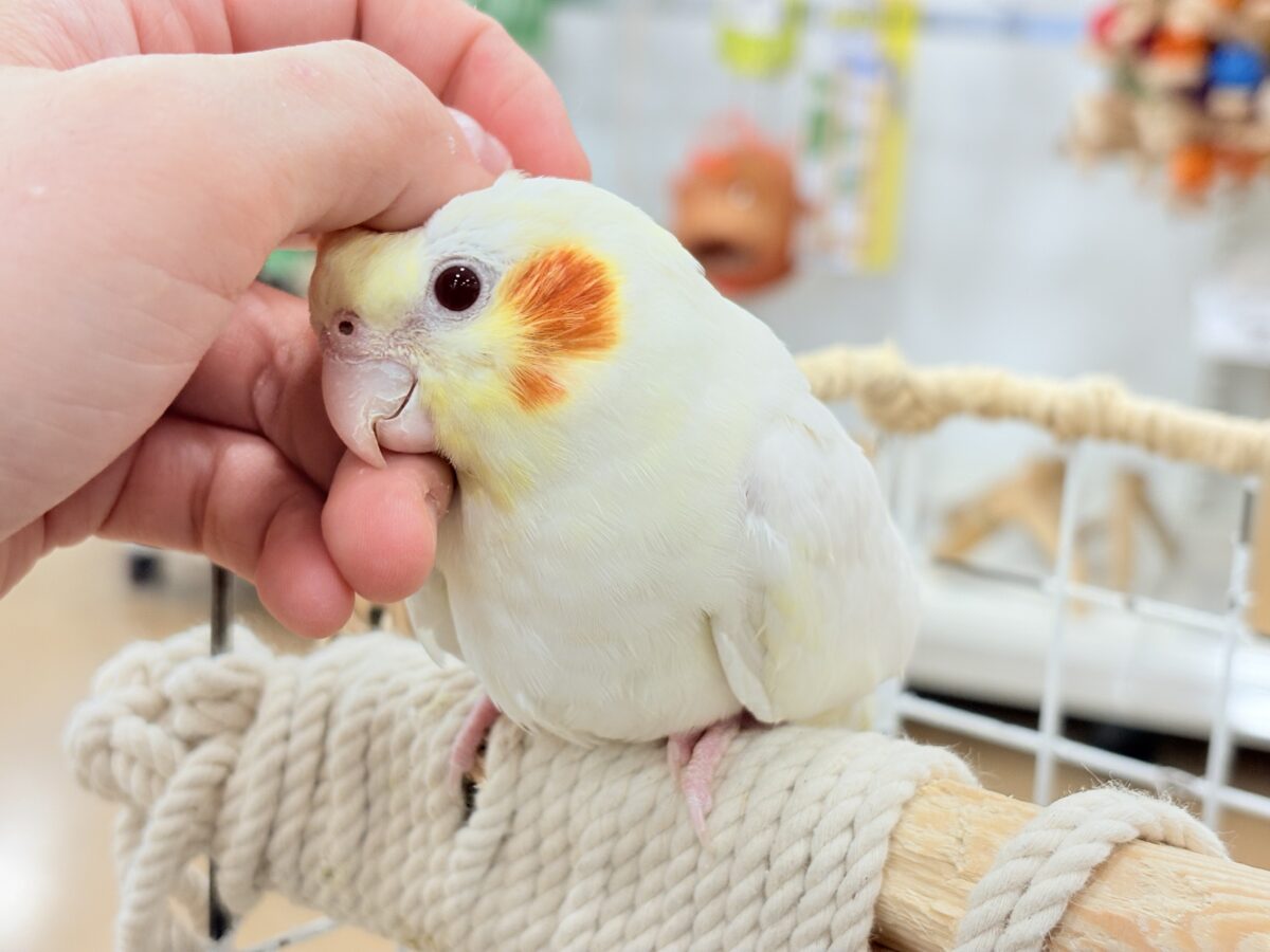 オカメインコ