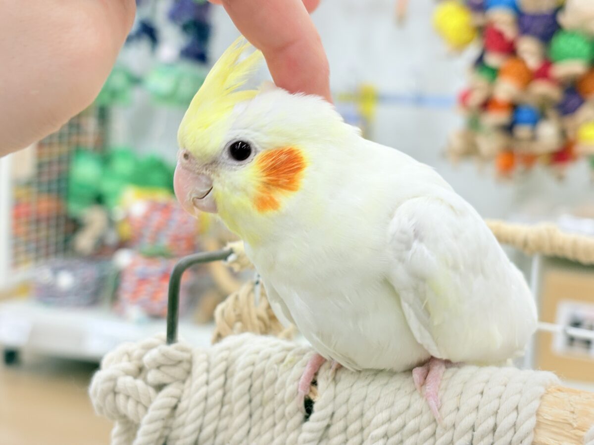 オカメインコ