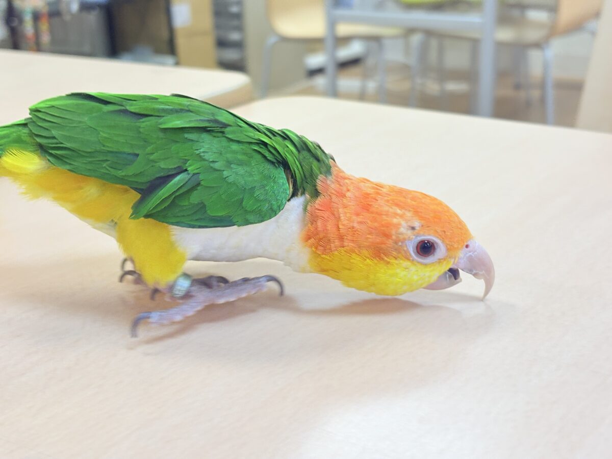 シロハラインコ