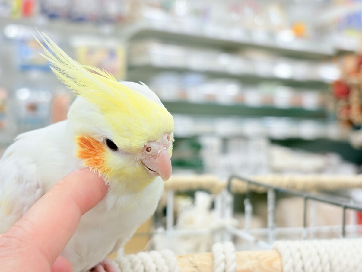 オカメインコ