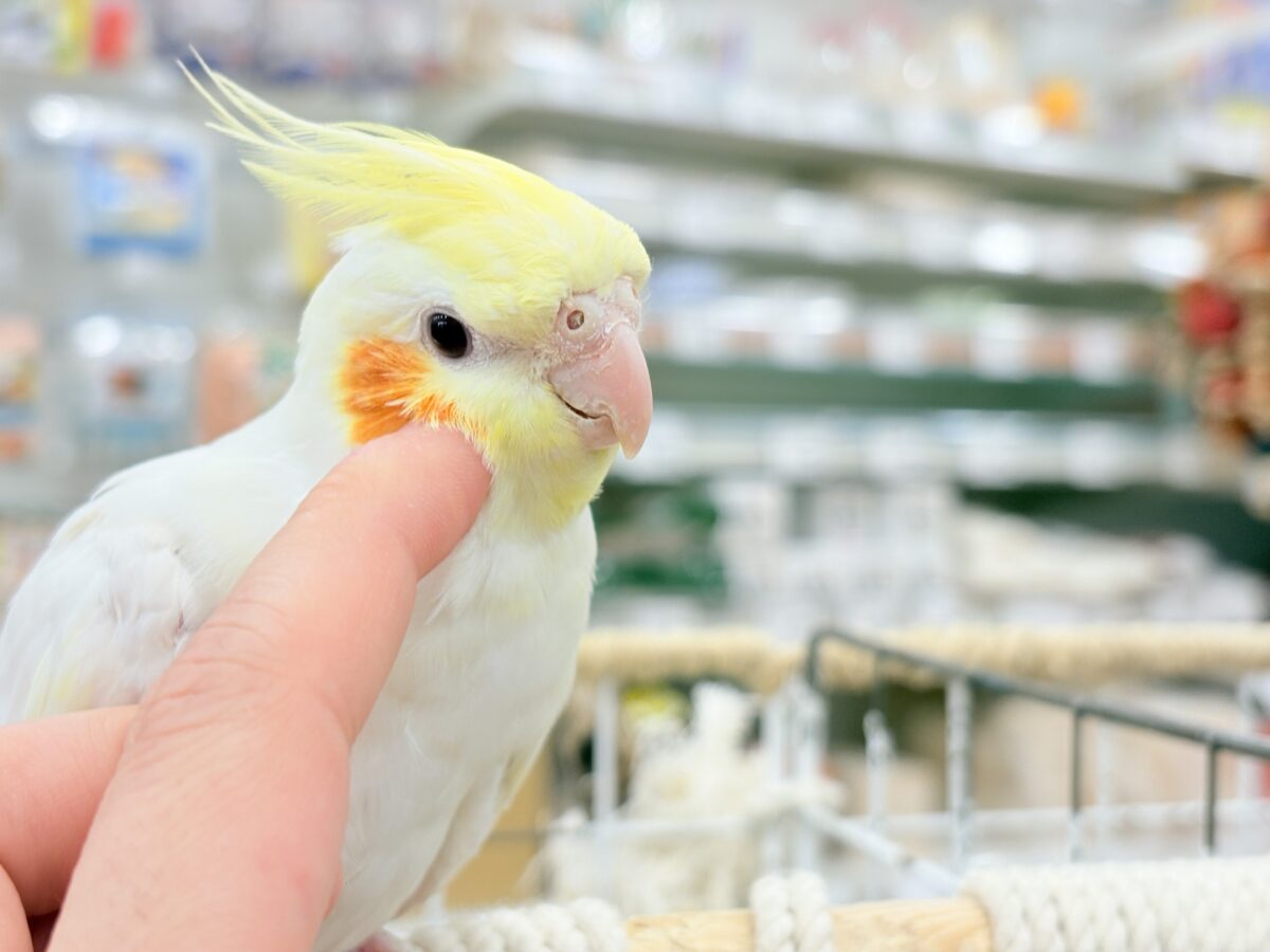 オカメインコ