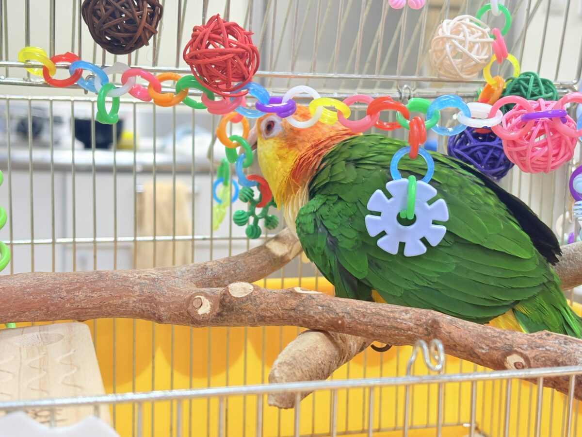 シロハラインコ