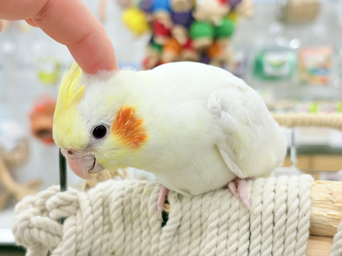 オカメインコ