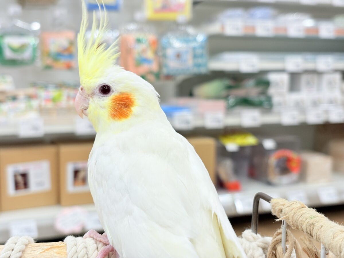 オカメインコ
