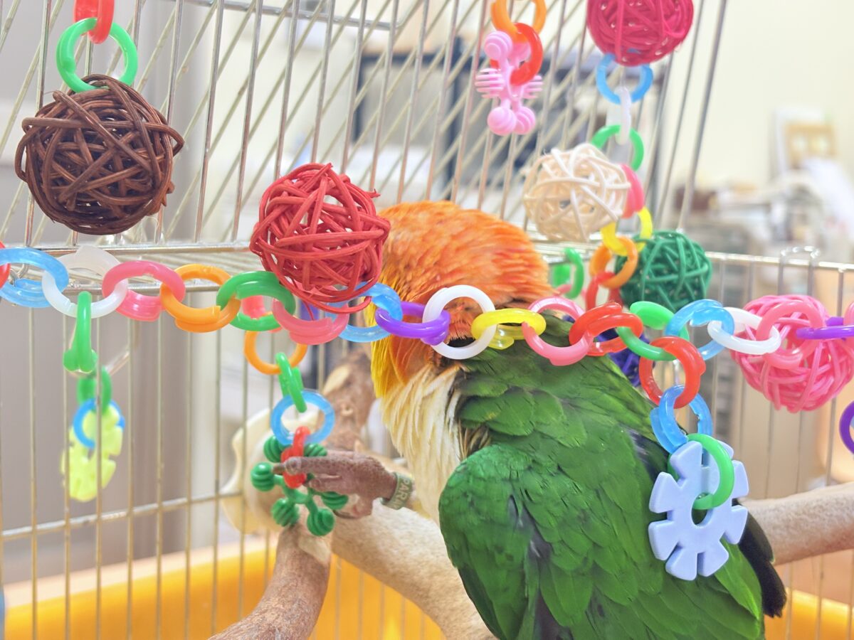 シロハラインコ