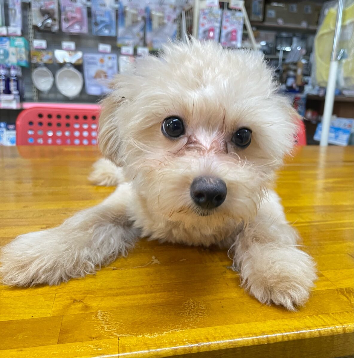 ポメプー