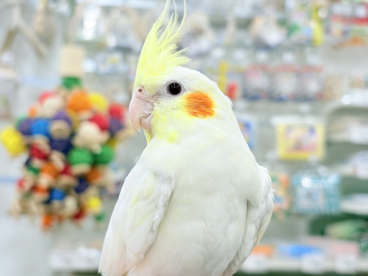 オカメインコ