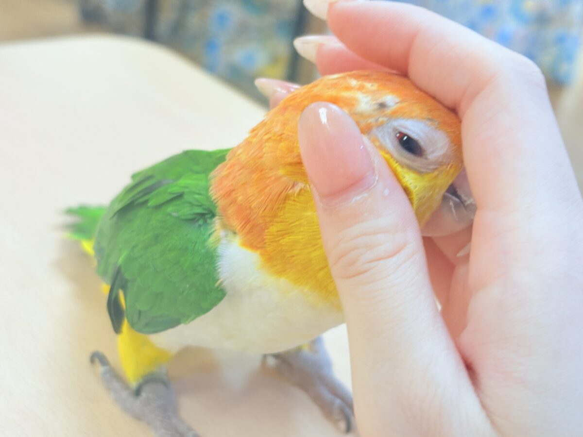 シロハラインコ