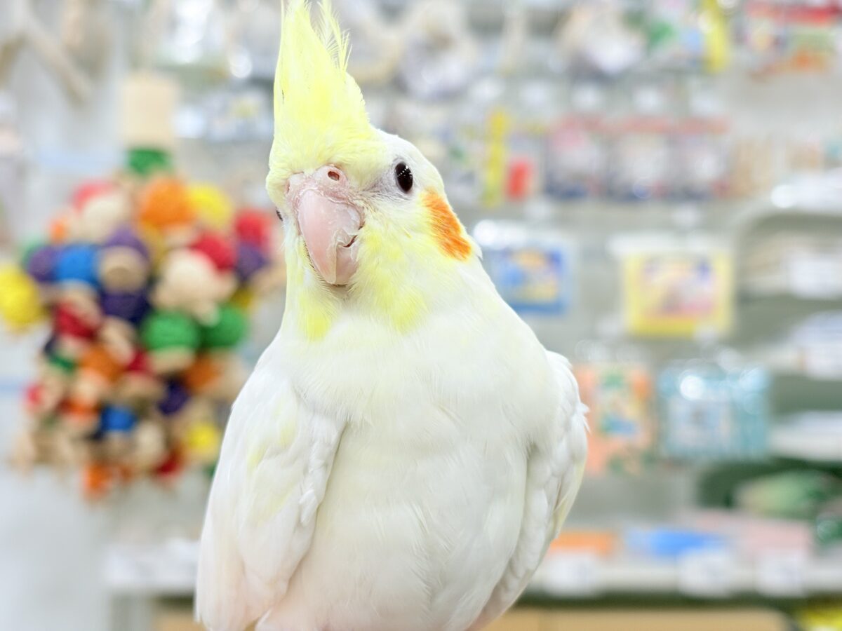 オカメインコ