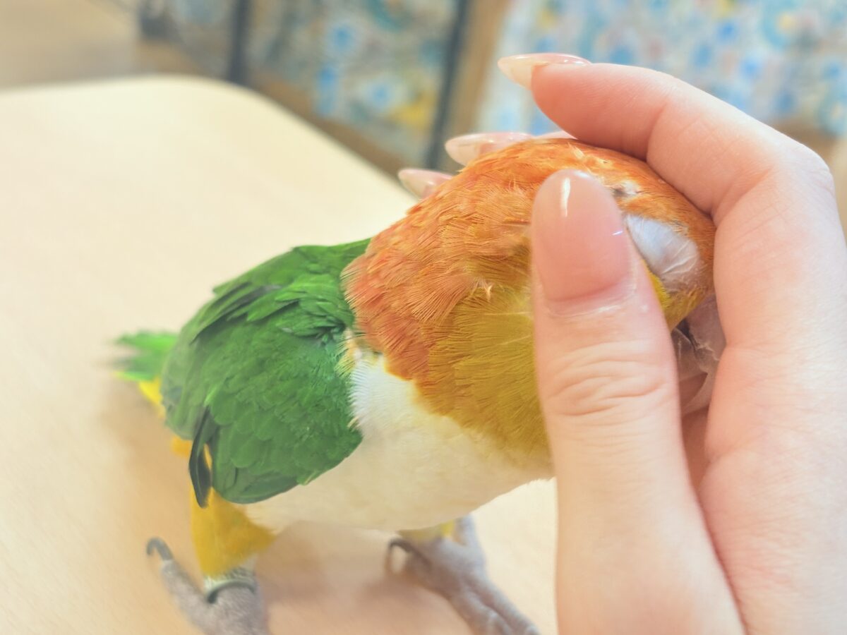 シロハラインコ