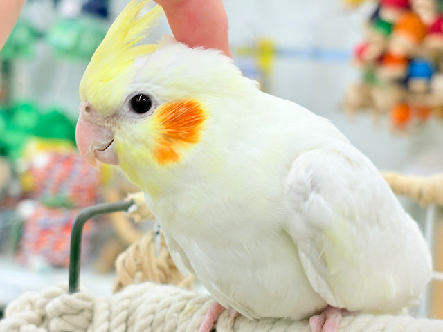 可愛いお顔に釘付け♡オカメインコ(ルチノー)