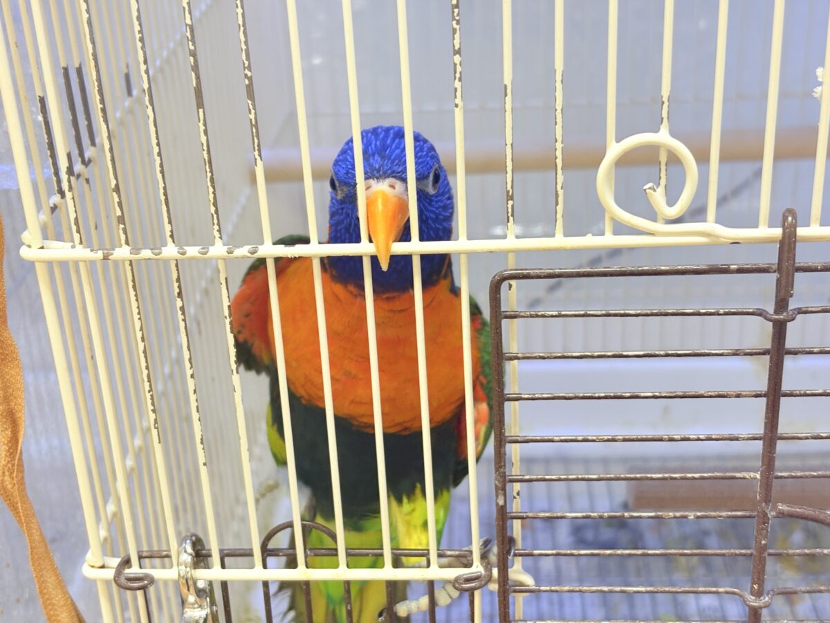 ゴシキセイガイインコ