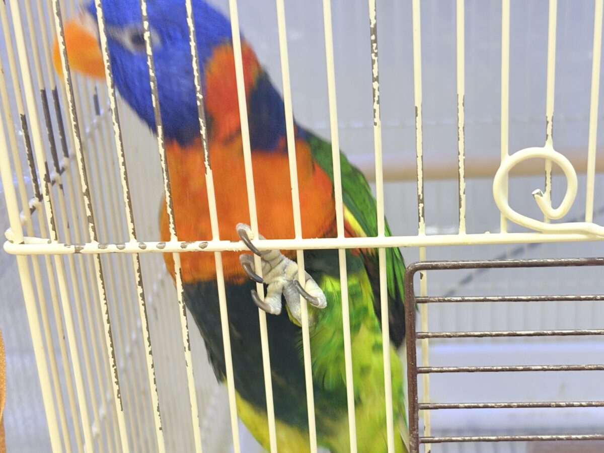 ゴシキセイガイインコ